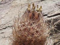 Pyrrhocactus sp. PV 1960.jpg